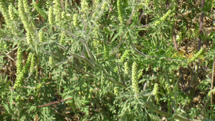 Rh&ocirc;ne : encore des pollens d&rsquo;ambroisie dans les prochains jours