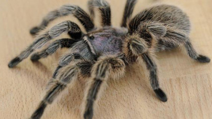 Des scientifiques am&eacute;ricains ont fait le choix insolite de donner le nom du chanteur Johnny Cash &agrave; une nouvelle esp&egrave;ce d'araign&eacute;e