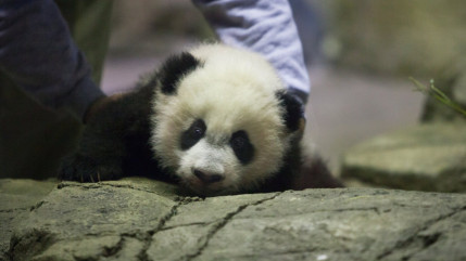 Bei Bei, le bébé panda géant a pu faire ses premiers pas en public au zoo de Washington, 5 mois après sa naissance Bei Bei, le bébé panda géant a pu faire ses premiers pas en public au zoo de Washington, 5 mois après sa naissance