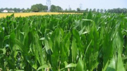 Salon de l'agriculture 2015 : la plus grande ferme de France ouvre ses portes &agrave; Paris ce samedi