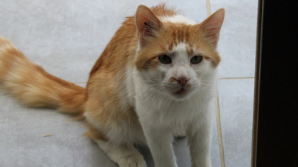 83 % des Fran&ccedil;ais sont convaincus des bienfaits d&rsquo;une pr&eacute;sence animale dans l&rsquo;accompagnement d&rsquo;une th&eacute;rapie