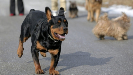 Insolite : un casting photo pour chiens &agrave; Villeurbanne !
