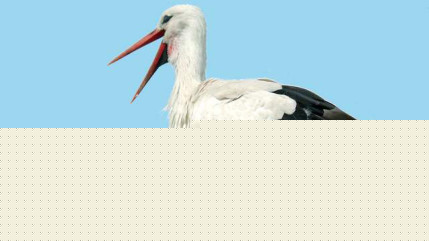 Des cigognes font halte à Neuville-sur-Saône Des cigognes font halte à Neuville-sur-Saône