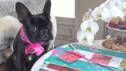 Le chien de Lady gaga est une star!