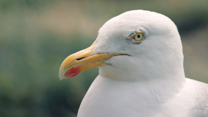 Des mouettes touchées par la grippe aviaire retrouvées mortes à Lyon