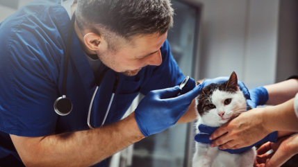 Animo+, le nouveau "Doctolib" pour animaux, inventé par un étudiant lyonnais ! Animo+, le nouveau "Doctolib" pour animaux, inventé par un étudiant lyonnais !