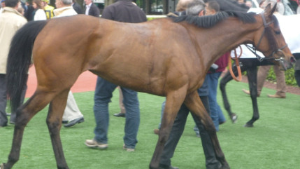 Equita Lyon : un Français remporte la troisième manche de la Coupe du monde de saut d’obstacles
