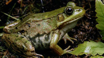 Des scientifiques ont découvert six nouvelles espèces de grenouilles, augmentant de 30% le nombre d'espèces connues Des scientifiques ont découvert six nouvelles espèces de grenouilles, augmentant de 30% le nombre d'espèces connues