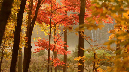 La Métropole de Lyon va distributer gratuitement 2000 arbres La Métropole de Lyon va distributer gratuitement 2000 arbres