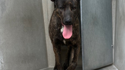 La SPA de Lyon sauve une chienne victime de maltraitance