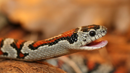 Rillieux : une habitante retrouve un serpent vivant dans ses toilettes