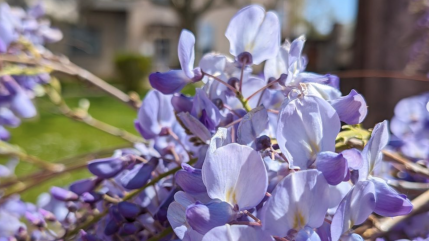 Le Festival des Glycines va embaumer le quartier de Montchat sur tout le mois d'avril à Lyon !