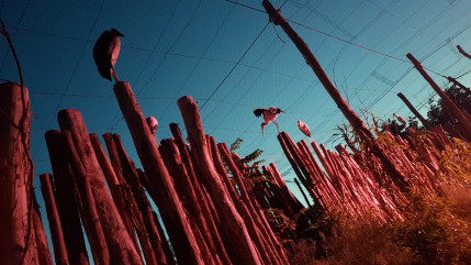 Le Parc des Oiseaux fermé ce mardi suite aux violents orages