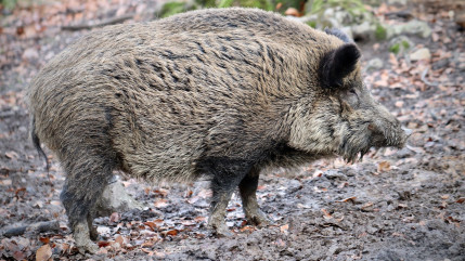 Les pompiers appelés pour sauver un sanglier tombé dans une piscine