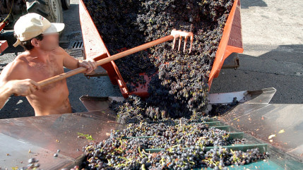 Les premi&egrave;res d&eacute;gustations sont tomb&eacute;es : le Beaujolais 2025 cr&eacute;e d&eacute;j&agrave; l&rsquo;attente