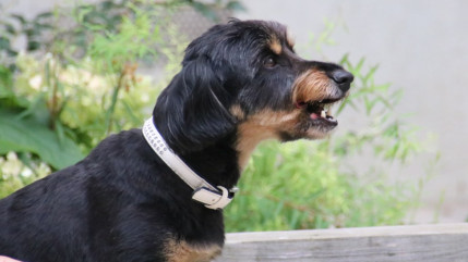 Lyon gagne des places au classement des villes où il fait bon vivre pour les chiens