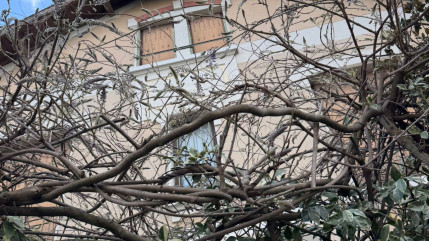 Lyon : le festival des Glycines&hellip; sans glycines