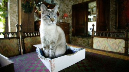 Une famille berlinoise a retrouv&eacute; le jour de No&euml;l son chat qui avait disparu depuis sept ans dans les rues de la capitale allemande