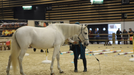 M&eacute;tropole de Lyon : Equita revient &agrave; Eurexpo avec 3500 chevaux et 850 exposants