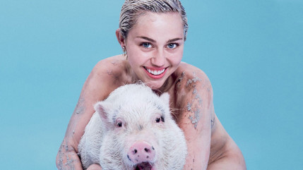 Miley Cyrus s'engage pour la protection des loups! Miley Cyrus s'engage pour la protection des loups!
