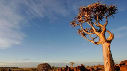 Sommet Chine-Afrique : le président Xi Jinping a promis 60 milliards de dollars d’aide pour le continent Sommet Chine-Afrique : le président Xi Jinping a promis 60 milliards de dollars d’aide pour le continent