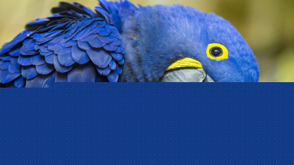 Pour la premi&egrave;re fois depuis 14 ans deux perroquets bleus, une esp&egrave;ce en voie de disparition, viennent de na&icirc;tre en captivit&eacute; au Br&eacute;sil