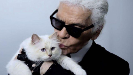 La chatte de Karl Lagerfeld a gagné 3 millions d'euros en 2014! La chatte de Karl Lagerfeld a gagné 3 millions d'euros en 2014!