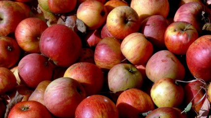 Lyon : une distribution de pommes ce samedi pour promouvoir l&rsquo;agriculture