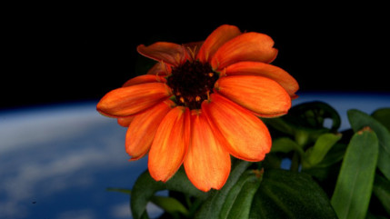 Un zinnia cultiv&eacute; dans la Station spatiale internationale a fleuri, donnant naissance &agrave; la premi&egrave;re fleur de l'espace