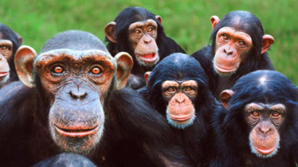 Plus de la moiti&eacute; des primates dans le monde sont au bord de l'extinction, ont indiqu&eacute; ce mardi des experts internationaux r&eacute;unis &agrave; Singapour