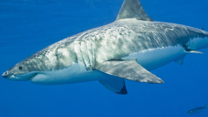 Une baigneuse de 20 ans a &eacute;t&eacute; tu&eacute;e par un requin &agrave; La R&eacute;union