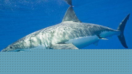 Egypte: un touriste allemand a &eacute;t&eacute; tu&eacute; ce week-end par un requin