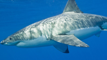 Des attaques de requins ont fait deux blessés graves en Australie et aux Etats-Unis Des attaques de requins ont fait deux blessés graves en Australie et aux Etats-Unis