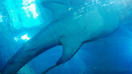 Il y a eu 98 attaques de requins dans le monde en 2015, un niveau record dû notamment au réchauffement des eaux Il y a eu 98 attaques de requins dans le monde en 2015, un niveau record dû notamment au réchauffement des eaux