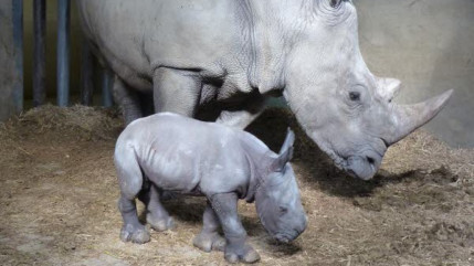 Naissance d&rsquo;un rhinoc&eacute;ros blanc au Safari de Peaugres, le second dans la r&eacute;gion depuis la Pr&eacute;histoire