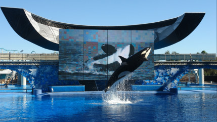 SeaWorld a porté plainte contre la commission californienne du littoral, qui a émis il y a deux mois une décision menaçant son spectacle phare SeaWorld a porté plainte contre la commission californienne du littoral, qui a émis il y a deux mois une décision menaçant son spectacle phare