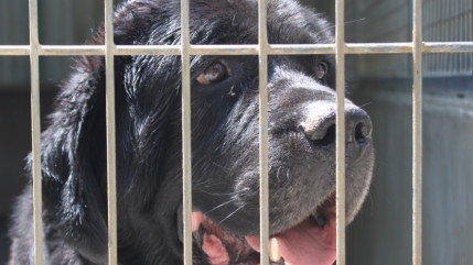 La Société Protectrice des Animaux (SPA) a enregistré 20 % d'adoptions en plus au mois de janvier La Société Protectrice des Animaux (SPA) a enregistré 20 % d'adoptions en plus au mois de janvier