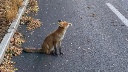 Tassin-la-Demi-Lune : le renard recherch&eacute; n&rsquo;a pas &eacute;t&eacute; abattu, il reste introuvable