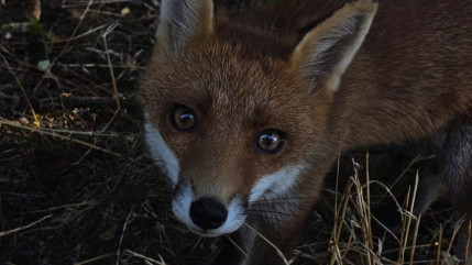 Tassin-la-Demi-Lune : menac&eacute; d&rsquo;abattage apr&egrave;s plusieurs morsures, un jeune renard au c&oelig;ur d&rsquo;un bras de fer