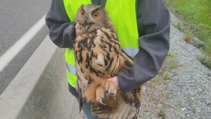 Un hibou Grand-Duc sauvé sur l'autoroute par les gendarmes du Rhône