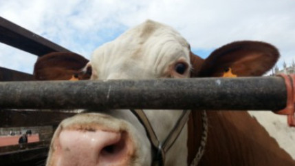 En huit jours, le Salon de l&rsquo;agriculture a attir&eacute; 610 000 visiteurs, soit 80 000 de moins que l'ann&eacute;e derni&egrave;re