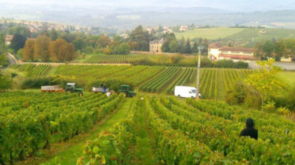 Vendanges : les bungalows P&ocirc;le Emploi fermeront leurs portes plus t&ocirc;t dans le Beaujolais