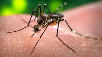 Les voyageurs fran&ccedil;ais revenant d'une zone touch&eacute;e par le virus Zika devront attendre 28 jours pour donner leur sang