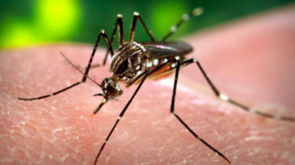 L’Afrique du Sud a confirmé son premier cas de maladie due au virus Zika L’Afrique du Sud a confirmé son premier cas de maladie due au virus Zika