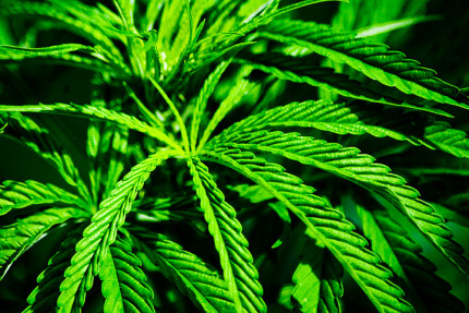 Est Lyonnais: 8 interpellations dans une affaire de drogue Est Lyonnais: 8 interpellations dans une affaire de drogue