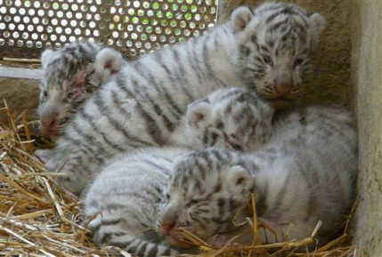 Touroparc cherche des prénoms pour ses bébés tigres blancs Touroparc cherche des prénoms pour ses bébés tigres blancs