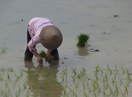 Selon l'ONU, plus de 800 millions d'humains souffraient de la faim en 2013