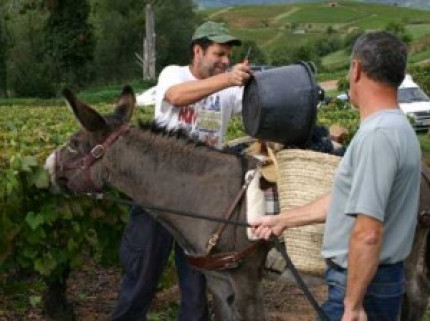 Des vendanges plus difficiles cette année Des vendanges plus difficiles cette année