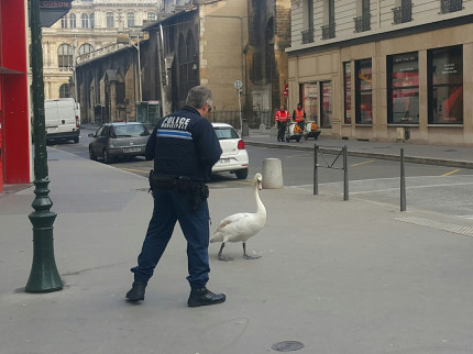 Le Cygne et le Policier Le Cygne et le Policier
