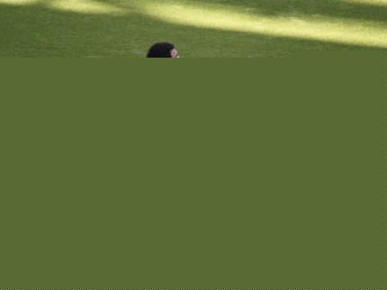 L'OL toujours en panne &agrave; Gerland